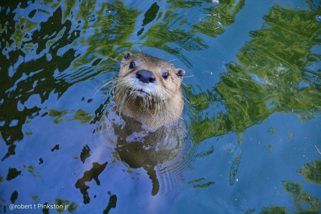 Henson Robinson Zoo, Springfield, Illinois
