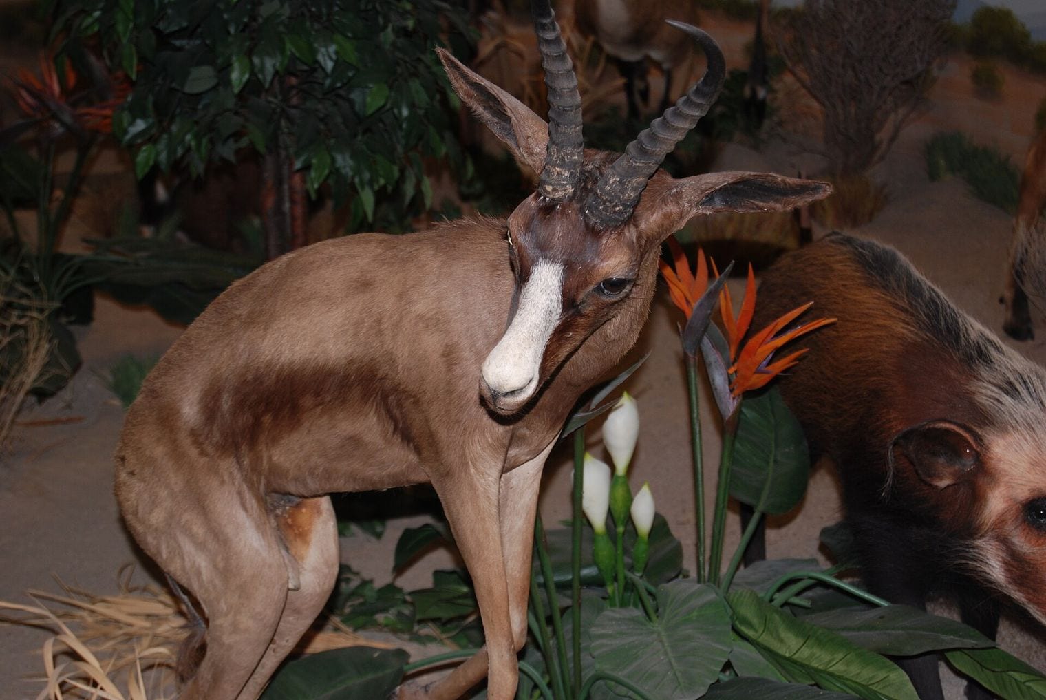 Rosenbruch World Wildlife Museum, St George, Utah
