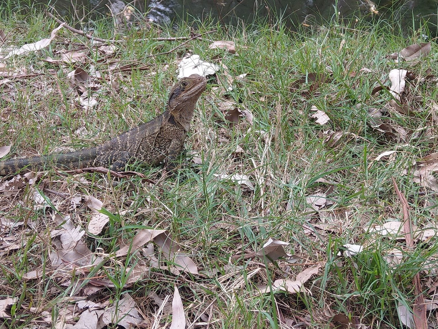 Lane Cove National Park, Australia