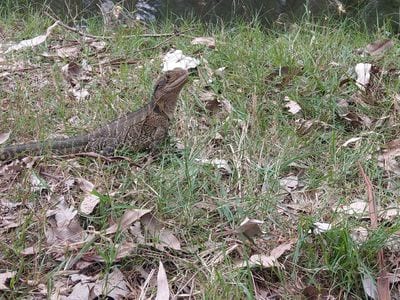 Lane Cove National Park