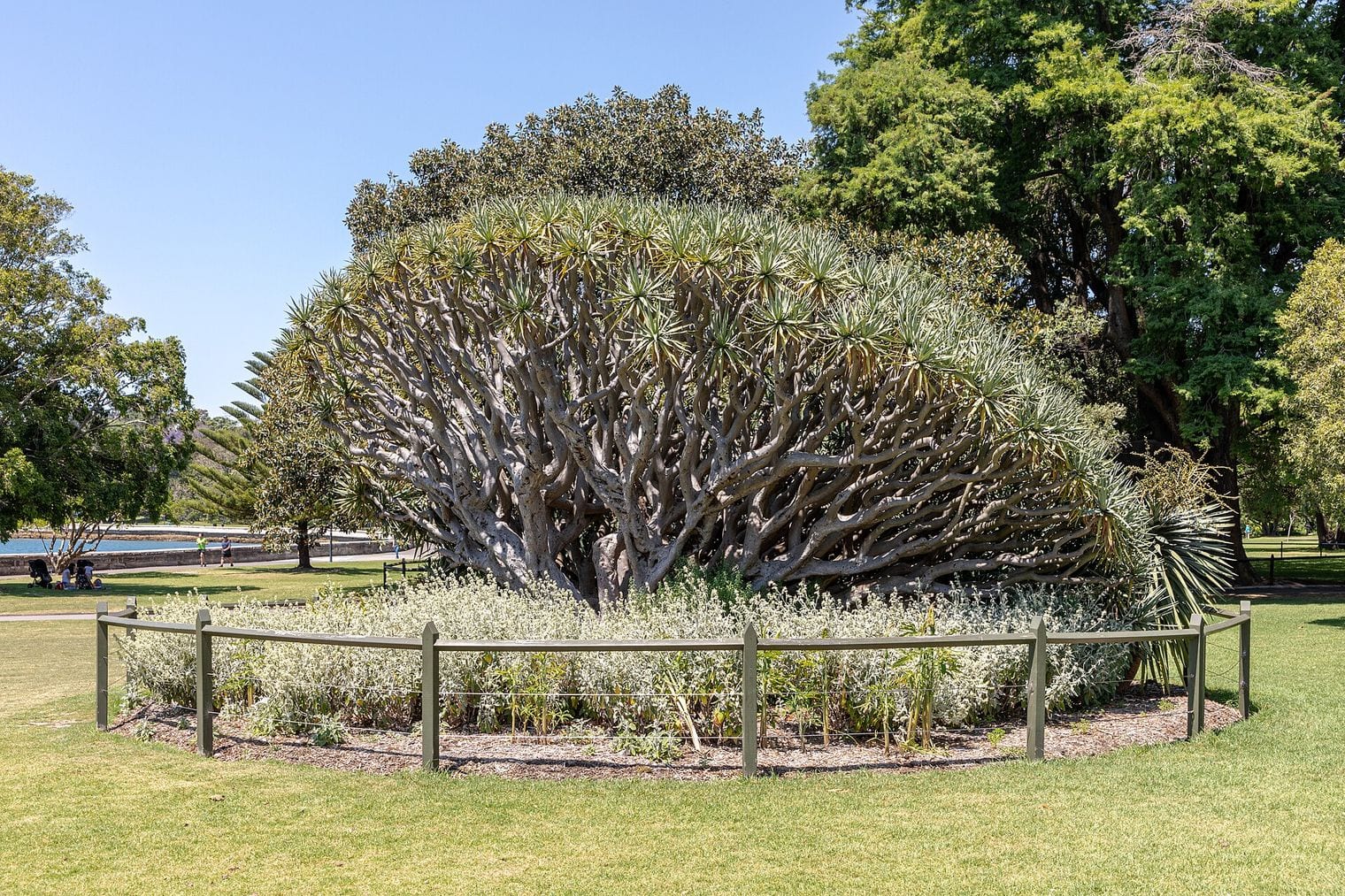 Royal Botanic Garden Sydney, Australia