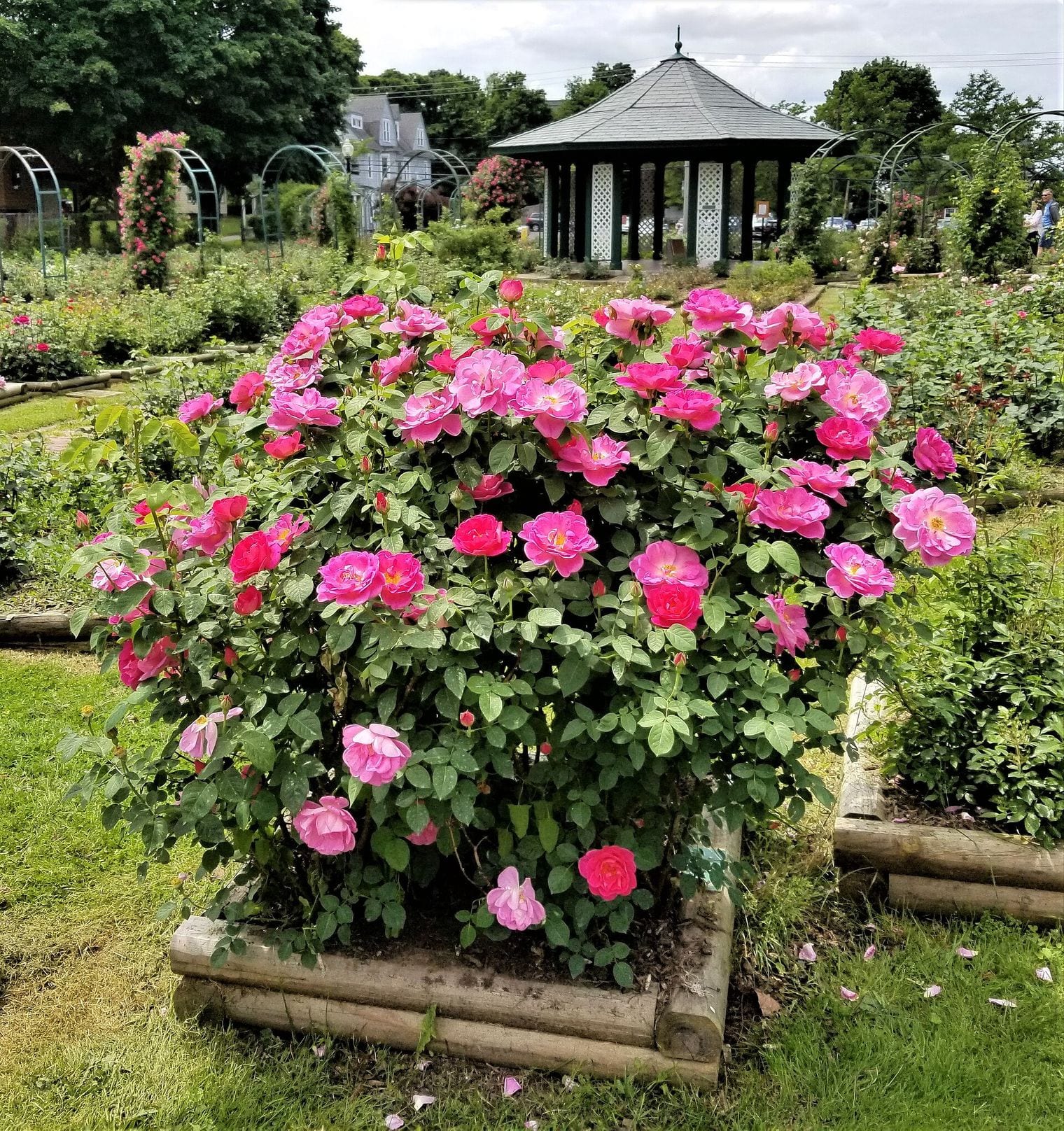 E.M. Mills Rose Garden, Syracuse, New York