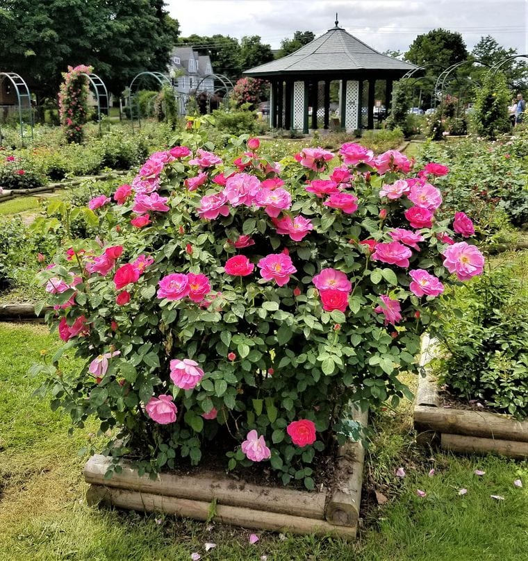 E.M. Mills Rose Garden