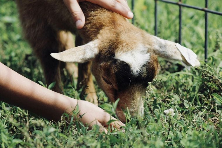 Debbie Dolittle's Animal Experience