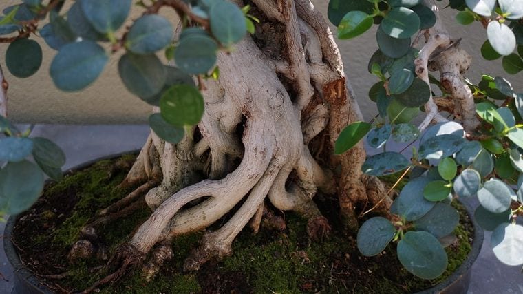 Pacific Bonsai Museum