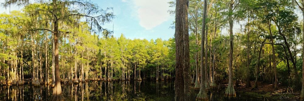 Tallahassee Museum