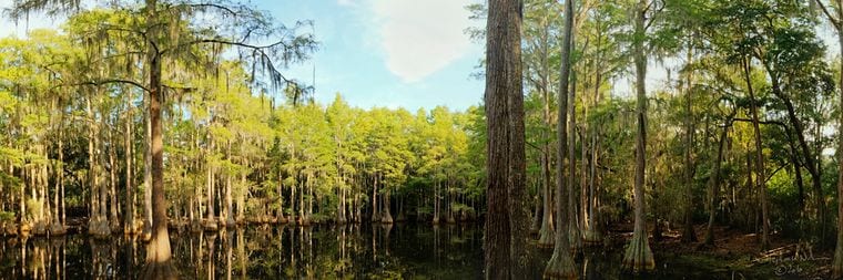 Tallahassee Museum