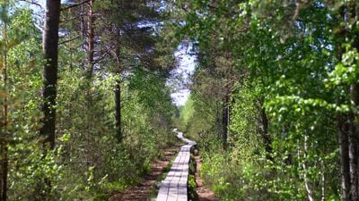 Pääsküla Bog Trail