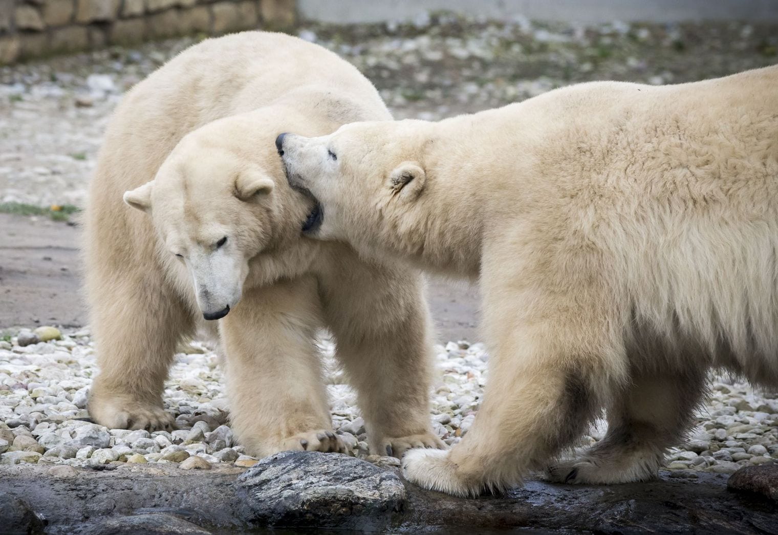 Tallinn Zoo, Estonia