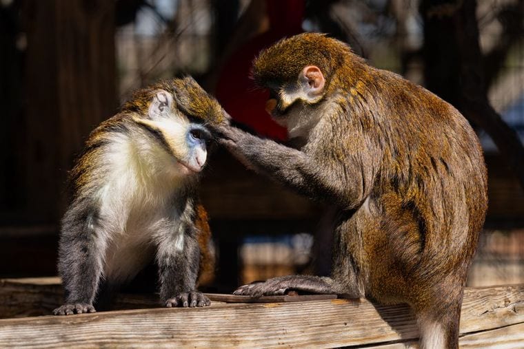 Cheeky Monkeys - The Woodlands
