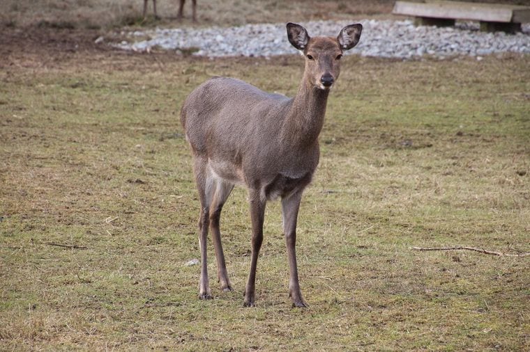 The Game Preserve