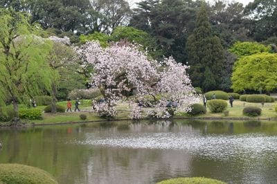 Shinjuku Gyoen National Garden