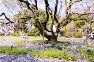 Rikugien Gardens