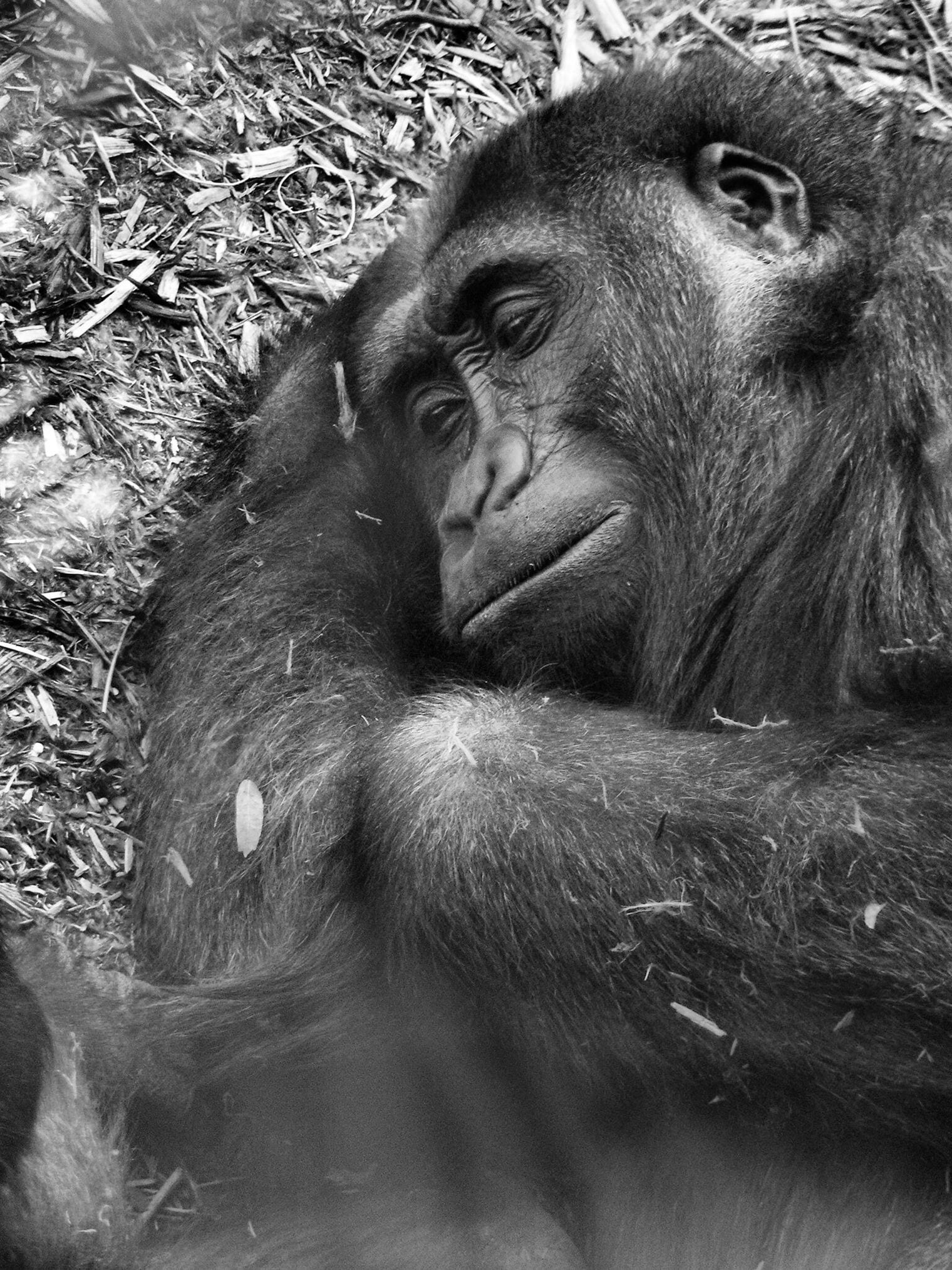 Toronto Zoo, Canada