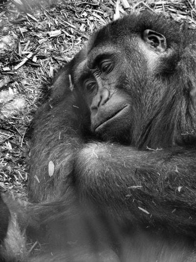 Toronto Zoo