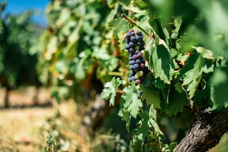 Mari Vineyards
