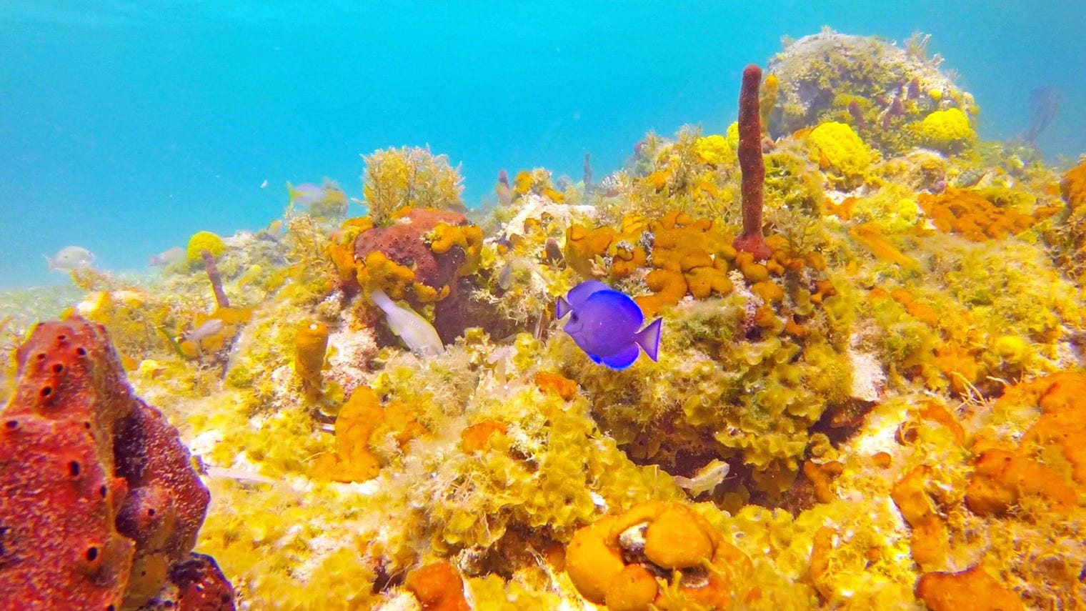 Smith's Reef, Turks and Caicos