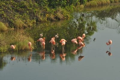 Flamingo Pond Overlook