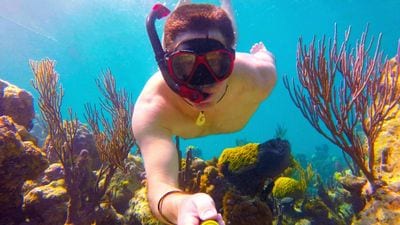 Coral Gardens