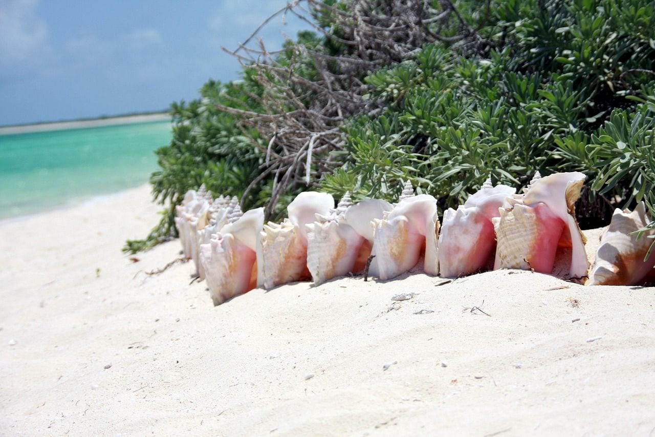 The Fish Fry, Turks and Caicos