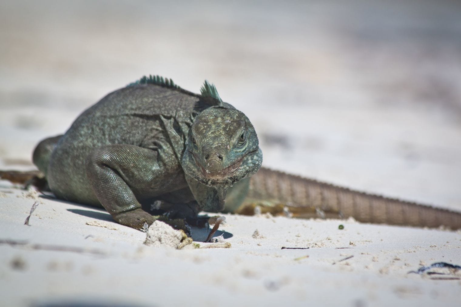 Little Water Cay, Turks and Caicos