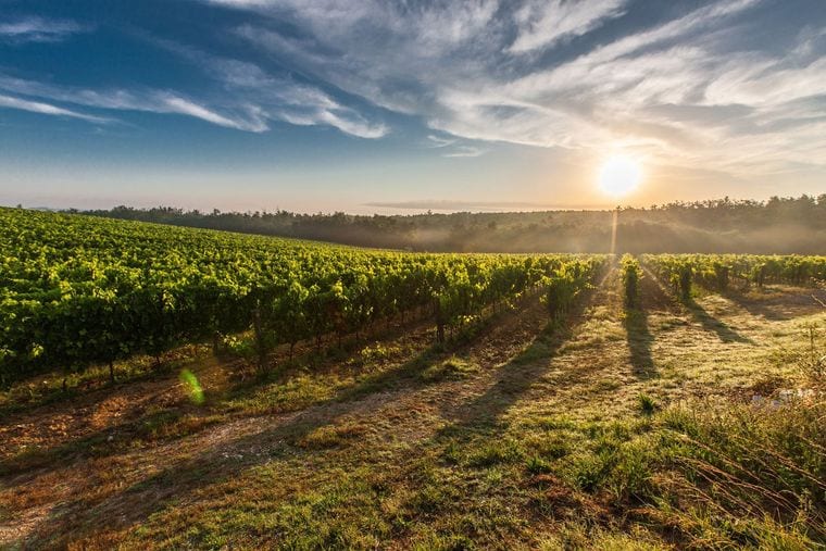 Valle Della Pace Vineyards and Winery