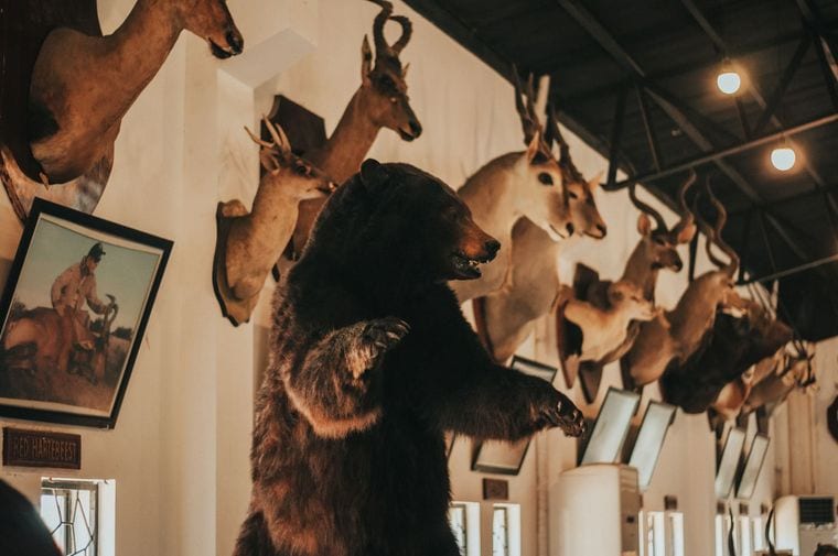 Brookshire's Wildlife Museum