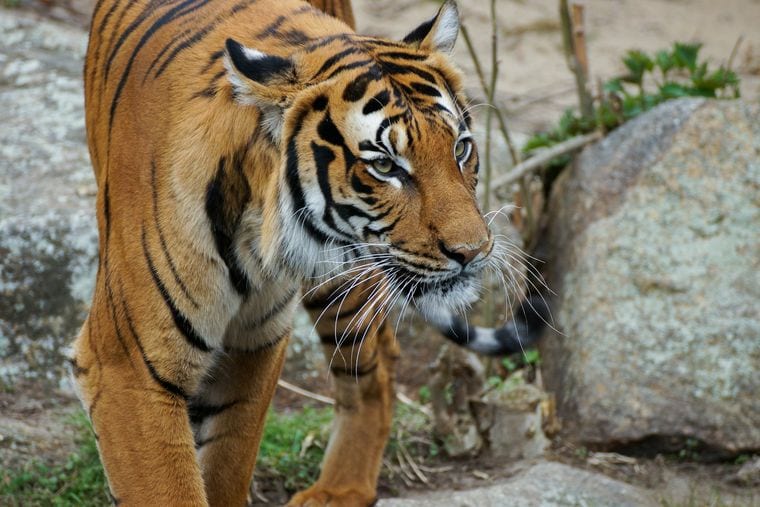 Tiger Creek Animal Sanctuary