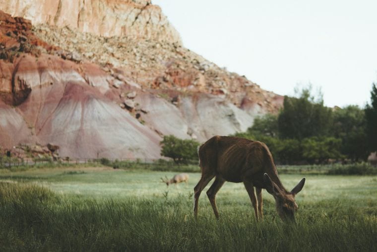Capitol Reef National Park