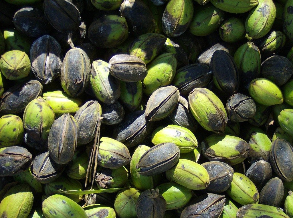 South Georgia Pecan Company