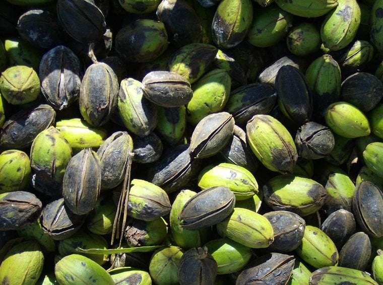 South Georgia Pecan Company