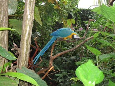 Bloedel Conservatory