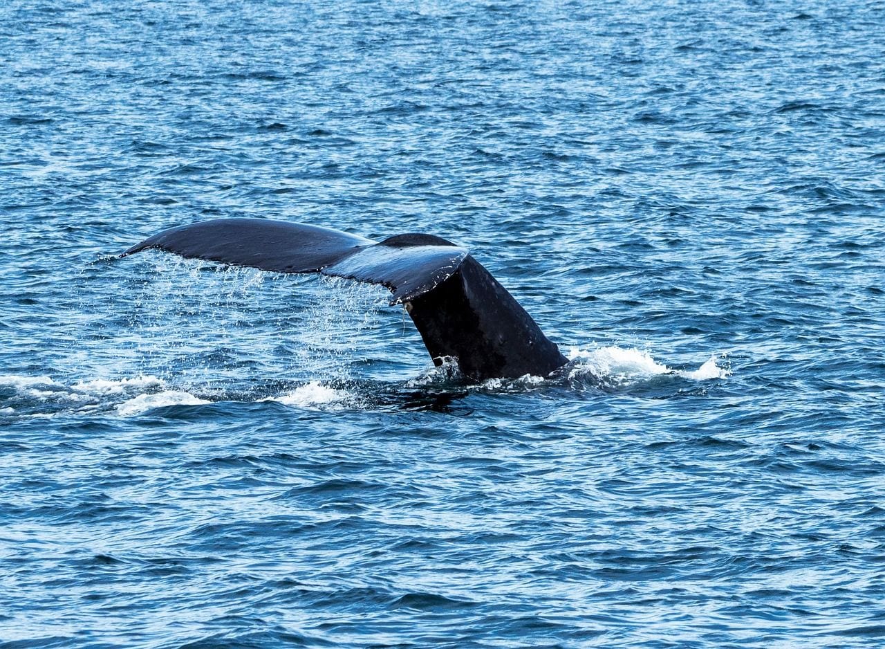 Prince of Whales Whale Watching, Canada