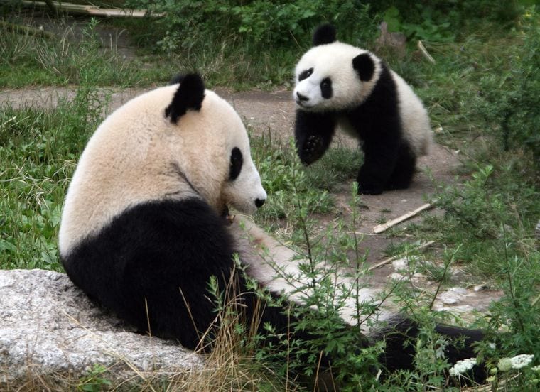 Schönbrunn Zoo