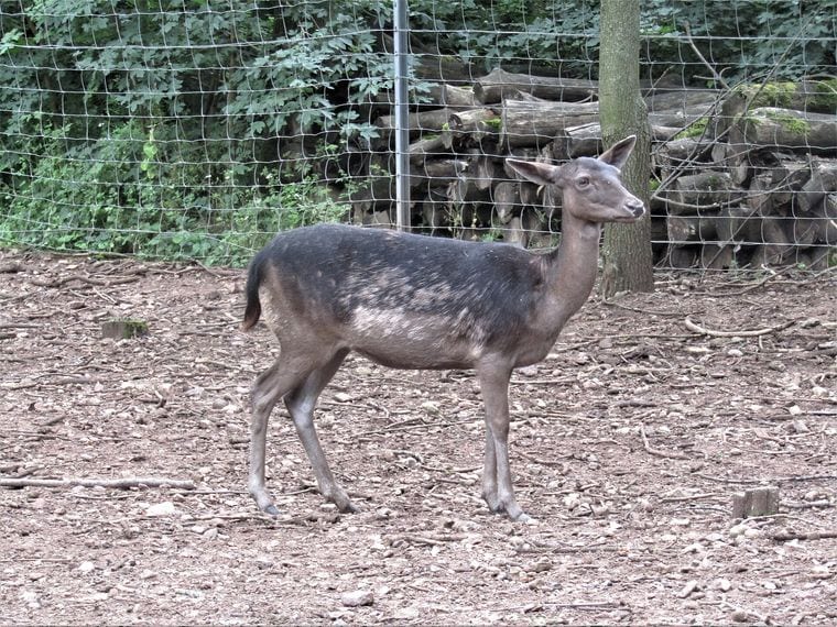 Zoopark
