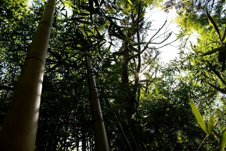 Cameron Park