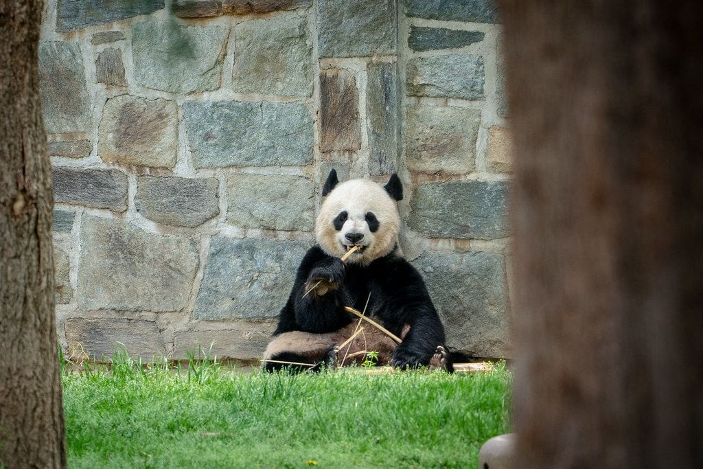 Smithsonian National Zoological Park, Washington, District of Columbia