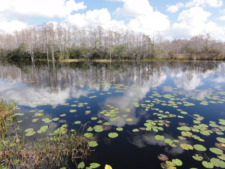 Grassy Water Preserve