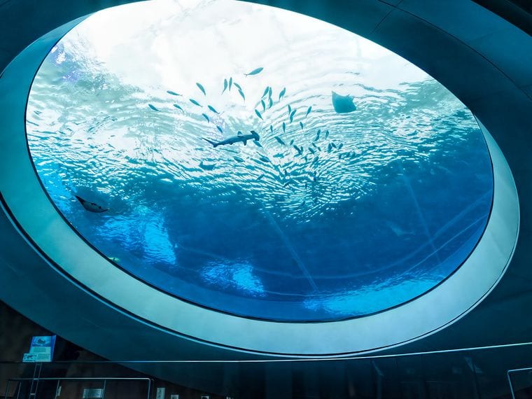 Cox Science Center and Aquarium