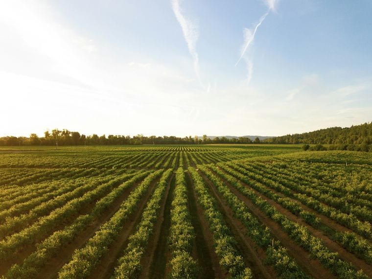Salem Oak Vineyards