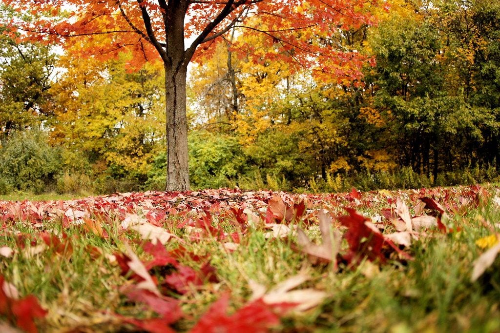 Bellevue State Park, Wilmington, Delaware