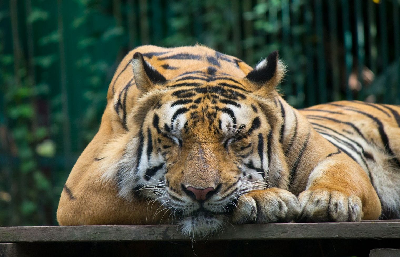 Tregembo Animal Park, Wilmington, North Carolina