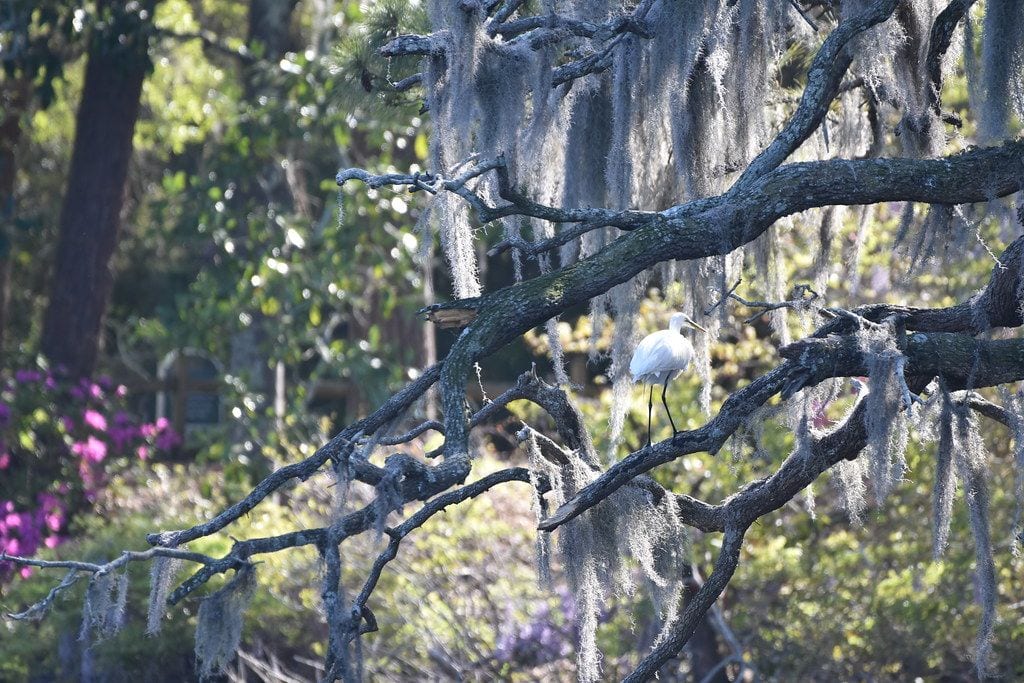 Airlie Gardens, Wilmington, North Carolina