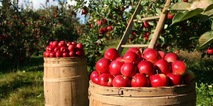 Hidden Hills Orchard, Marietta, Best Things To Do